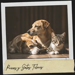 Perros y Gatos Felices: Melodías para colas en movimiento - Dog Relaxation