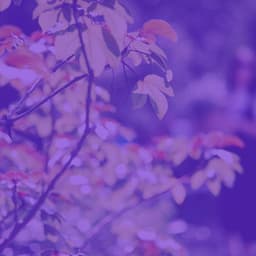 Jazz Guitar Solo - Bgm for Taking Notes - Jazz for Working