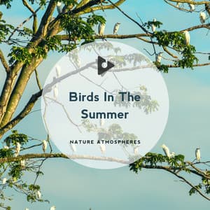Birds In The Summer - Nature Atmospheres