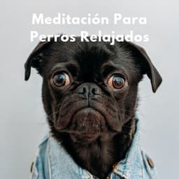 Colitas Y Bigotes En Calma: Meditación Para Perros Relajados - Descansar Musica