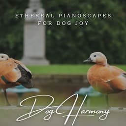 Canine Serenades: Meditative Piano for Dog Harmony - Contemplative Souls