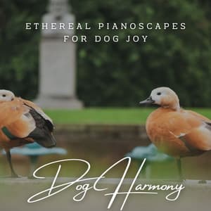 Canine Serenades: Meditative Piano for Dog Harmony - Contemplative Souls
