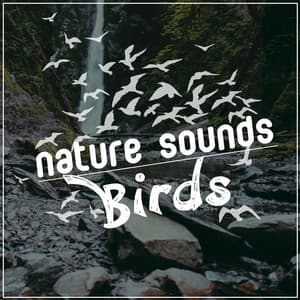 Nature Sounds: Birds - Nature Sound Collection