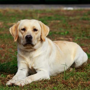 Melodic Woofs: Ambient Tones for Calming Dogs - Chill Playlist