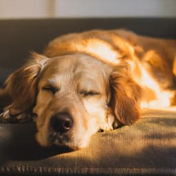 Momentos Relajantes: Música De Piano Para Perros - Viaje de Piano