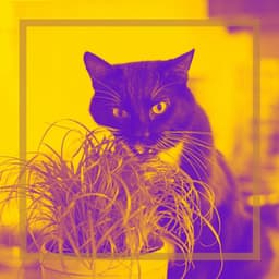 Backdrop for Cute Kitten - Inspiring Trumpet and Alto Sax - Cat Relax