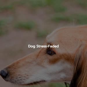 Dog Stress-Faded - Easy Listening Dinner & Jazz