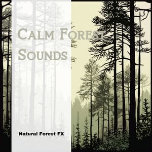 Calm Forest Sounds - Natural Forest FX