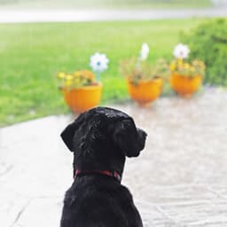 Rain and Paws: Music for Dogs - American Inhabitants