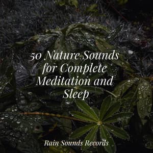50 Nature Sounds for Complete Meditation and Sleep - Rain Sound Studio