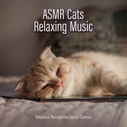 ASMR Cats Relaxing Music - Música Relajante para Gatos