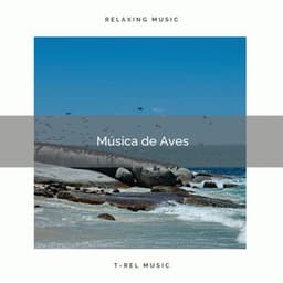 1 Música de Aves - Sonidos De Pajaros