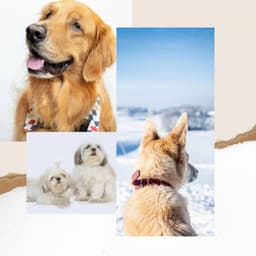 Dream Like Guitar Pop - Ambiance for Sweetest Dogs - Dog Music Library