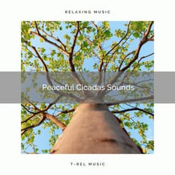1 Peaceful Cicadas Sounds - Sleep Crickets