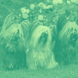 Funky Guitar Jazz - Background for Classic Hounds - Relajado Musica Relajante para Perros