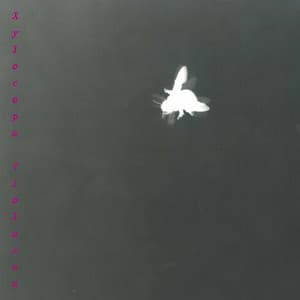 Ronchetti: Xylocopa Violacea - Lucia Ronchetti