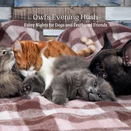 Owl's Evening Hush: Rainy Nights for Dogs and Feathered Friends - Ricky Rainsound