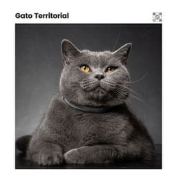 Gato Territorial - Música para dormir Gatos