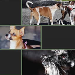 Easy - Fun Puppies - Dog Jazz Sounds