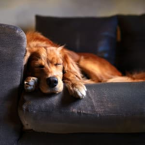 Música Para Perros: Ritmos Calmantes Para Relajación - Acústicamente