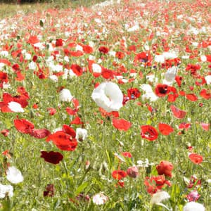 Geisha’s Whisper - Asian Lofi