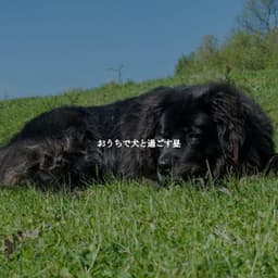 おうちで犬と過ごす昼 - Música para Concentrarse