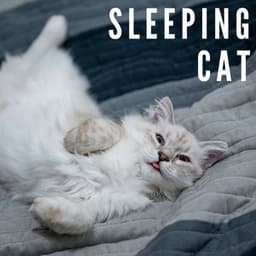 Calming Cat - The Cat Relaxer