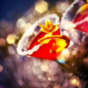 Bourbon & Bronze - Clara Duvall