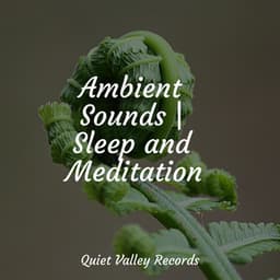 Ambient Sounds | Sleep and Meditation - Nature Sounds Radio