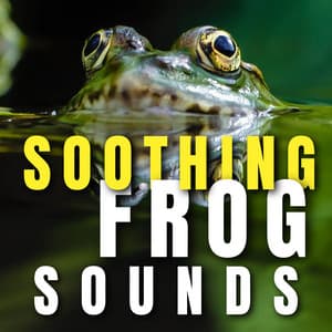 Soothing Frog Sounds - Frog Sounds