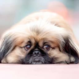 Music for Puppy in Garden - Jazz Organ and Guitar - Dog Music Hour