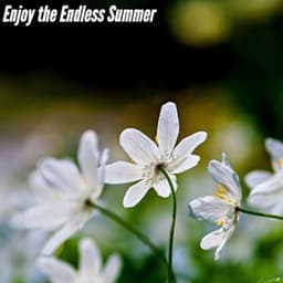 Enjoy the Endless Summer - Música para Concentrarse