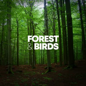 Forest & Birds - Sleep Sounds of Nature