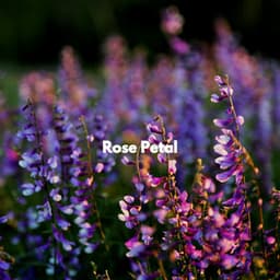 Rose Petal - Late Night Jazz Lounge