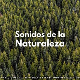 Sonidos De La Naturaleza: Un Flujo De Agua Refrescante Para El Yoga De Relajación - Sonidos relajantes del agua
