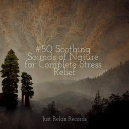 #50 Soothing Sounds of Nature for Complete Stress Relief - Musica Romantica Ensemble