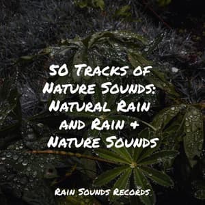 50 Tracks of Nature Sounds: Natural Rain and Rain & Nature Sounds - Meditation Rain Sounds