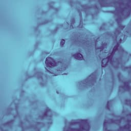 Backdrop for Mellow Pooches - Jazz Quintet - Puppy Music