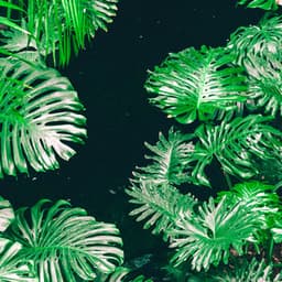 1 Rainy Night: Tropical Oasis - 24H Rain Sounds