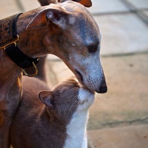 Pet Harmony: Jazz Piano Lounge Comfort - Amazing Jazz Piano Background