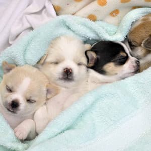 Echoes of Lazy Chill Dogs - Puppy Sleeping Sounds