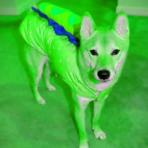 Dream-Like Background for Anxious Hound - Relaxation Music For Dogs