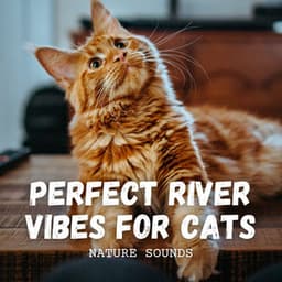 Nature Sounds: Perfect River Vibes for Cats - River Sounds