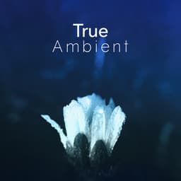 True Ambient - Ambient
