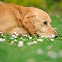 Chill Sound Harmony: Peaceful Ocean Dog Soundscapes - Ocean Currents