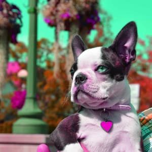 Sunny Guitar Jazz - Ambiance for Comforting Puppies - Calming for Dogs