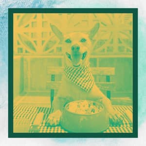 Background Music for Separation Anxiety - Music For Your Dog