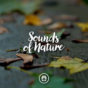 Sounds Of Nature - ASMR Rain Sounds