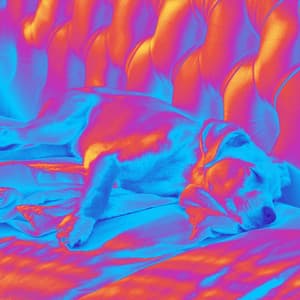 Heavenly Bgm for Morning Dog Time - Calming Dog Jazz Classics