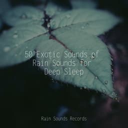 50 Exotic Sounds of Rain Sounds for Deep Sleep - Calm Music for Studying